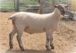 Sheep Trax Laramie 390L